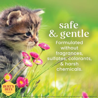 Burts Bees for Pets Tearless Kitten Shampoo with Buttermilk, 10 Fl Oz